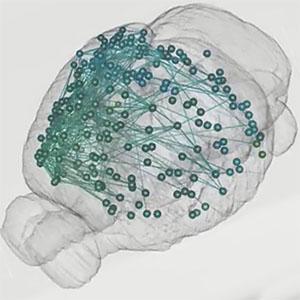 Barcoded Neurons - Cold Spring Harbor Laboratory (CSHL)