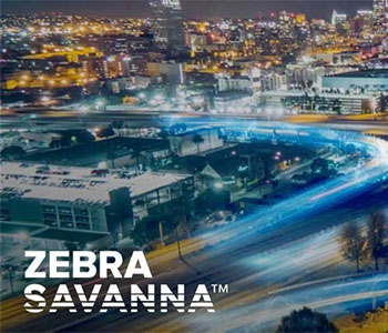 Zebra - SAVANNA